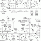 MX Z 800 HO Renegade & Renegade X 10- electrical harness with dpm